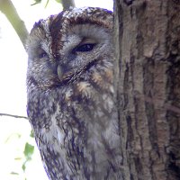 Tawny Owl